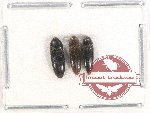 Scientific lot no. 65 Eucnemidae (3 pcs)