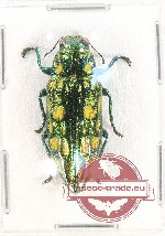 Chrysodema sp. 34