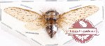 Cicadidae sp. 73