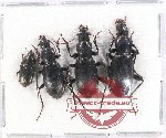 Scientific lot no. 624A Carabidae (4 pcs A2)