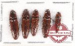 Scientific lot no. 153 Elateridae (5 pcs)