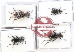 Scientific lot no. 380 Tenebrionidae (4 pcs - 2 pcs A2)