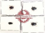 Scientific lot no. 383 Tenebrionidae (4 pcs)