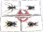 Scientific lot no. 379 Tenebrionidae (4 pcs)