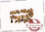 Scientific lot no. 457 Chrysomelidae (28 pcs)