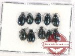 Scientific lot no. 456 Chrysomelidae (10 pcs)