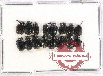 Scientific lot no. 455 Chrysomelidae (16 pcs)