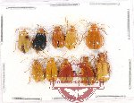 Scientific lot no. 451 Chrysomelidae (10 pcs)