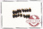 Scientific lot no. 453 Chrysomelidae (15 pcs)