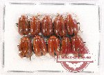 Scientific lot no. 450 Chrysomelidae (10 pcs)