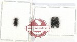 Bostrichidae Scientific lot no. 51 (3 pcs)