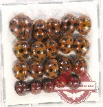 Scientific lot no. 100 Coccinelidae (20 pcs)