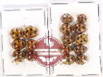 Scientific lot no. 101 Coccinelidae (16 pcs)