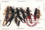 Scientific lot no. 122 Dermaptera (9 pcs)