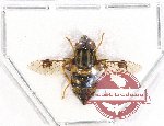 Diptera sp. 2A