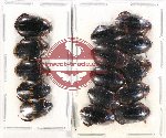 Scientific lot no. 99 Dytiscidae (15 pcs)