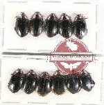 Scientific lot no. 102 Dytiscidae (11 pcs)