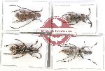 Scientific lot no. 118 Anthribidae (4 pcs)