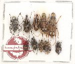 Scientific lot no. 125 Anthribidae (10 pcs)