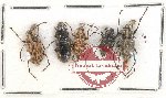 Scientific lot no. 126 Anthribidae (5 pcs)