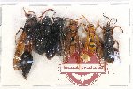 Scientific lot no. 377 Hymenoptera (6 pcs A2)