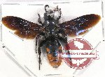 Scoliidae sp. 48 (A-)