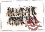 Scientific lot no. 358 Hymenoptera (20 pcs)