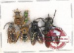 Scientific lot no. 371 Hymenoptera (6 pcs A2)