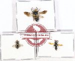 Scientific lot no. 366 Hymenoptera (3 pcs)