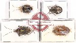 Scientific lot no. 1030 Heteroptera (4 pcs)