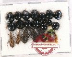 Scientific lot no. 1029 Heteroptera (20 pcs)