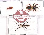 Scientific lot no. 1033 Heteroptera (3 pcs - 1 pc A2)