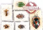 Scientific lot no. 31A Heteroptera (6 pcs)