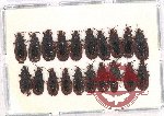 Scientific lot no. 1024 Heteroptera (20 pcs)