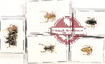 Scientific lot no. 23A Hetroptera (8 pcs)