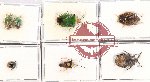 Scientific lot no. 1021 Heteroptera (7 pcs)