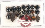 Scientific lot no. 1028 Heteroptera (19 pcs)