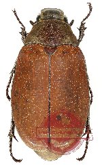 Lepidiota sp. 7