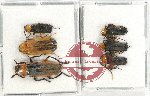 Scientific lot no. 60 Cantharidae (6 pcs - 3 pcs A2)