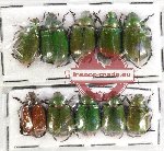 Scientific lot no. 297 Rutelinae (10 pcs)