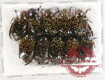 Scientific lot no. 271 Rutelinae (10 pcs)