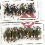 Scientific lot no. 294 Rutelinae (9 pcs)