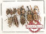 Scientific lot no. 128 Anthribidae (10 pcs)