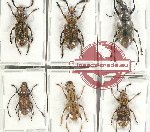 Scientific lot no. 117 Anthribidae (6 pcs)