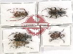 Scientific lot no. 119 Anthribidae (6 pcs)