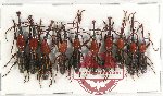 Scientific lot no. 104 Brenthidae (10 pcs)