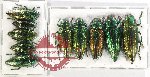 Scientific lot no. 108 Buprestidae (10 pcs A, A-, A2)