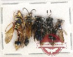 Scientific lot no. 370 Hymenoptera (5 pcs A2)