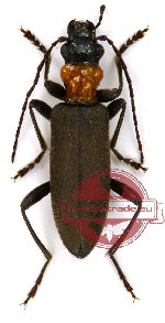 Oedemeridae sp. 2