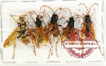 Scientific lot no. 368 Hymenoptera (5 pcs)